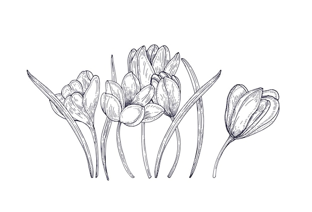 Fleurs De Crocus De Printemps En Fleurs Sur Blanc. Superbe Plante à Fleurs De Jardin De Saison. élément De Design Floral. Contour Réaliste Illustration Dessinée à La Main Dans Un Style Vintage.