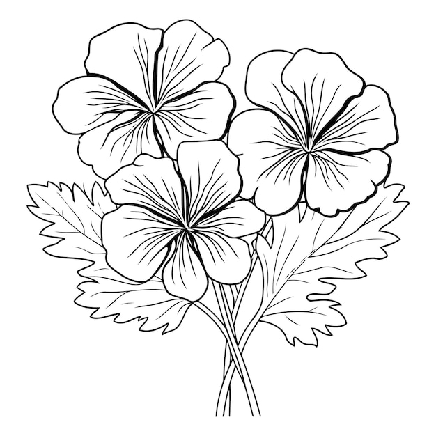 Vecteur fleurs et feuilles de géranium isolées sur fond blanc illustration vectorielle dessinée à la main