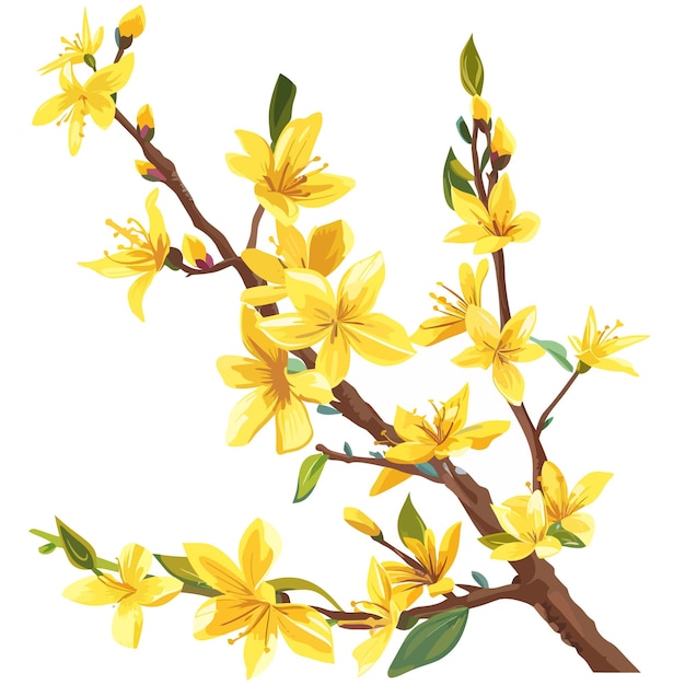 Vecteur les fleurs de forsythia