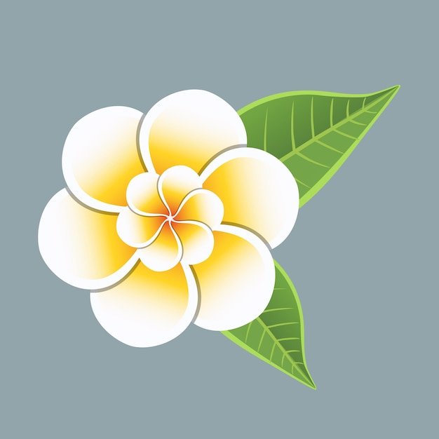 Vecteur les fleurs de frangipani