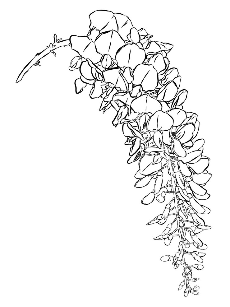 Fleurs de glycine de vecteur isolés sur fond blanc Illustration botanique de fleurs de glycine dans un style linéaire