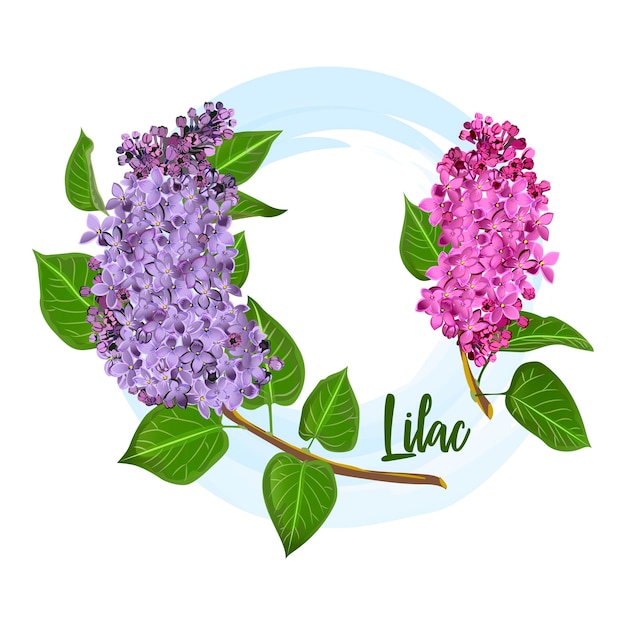 Fleurs de lilas