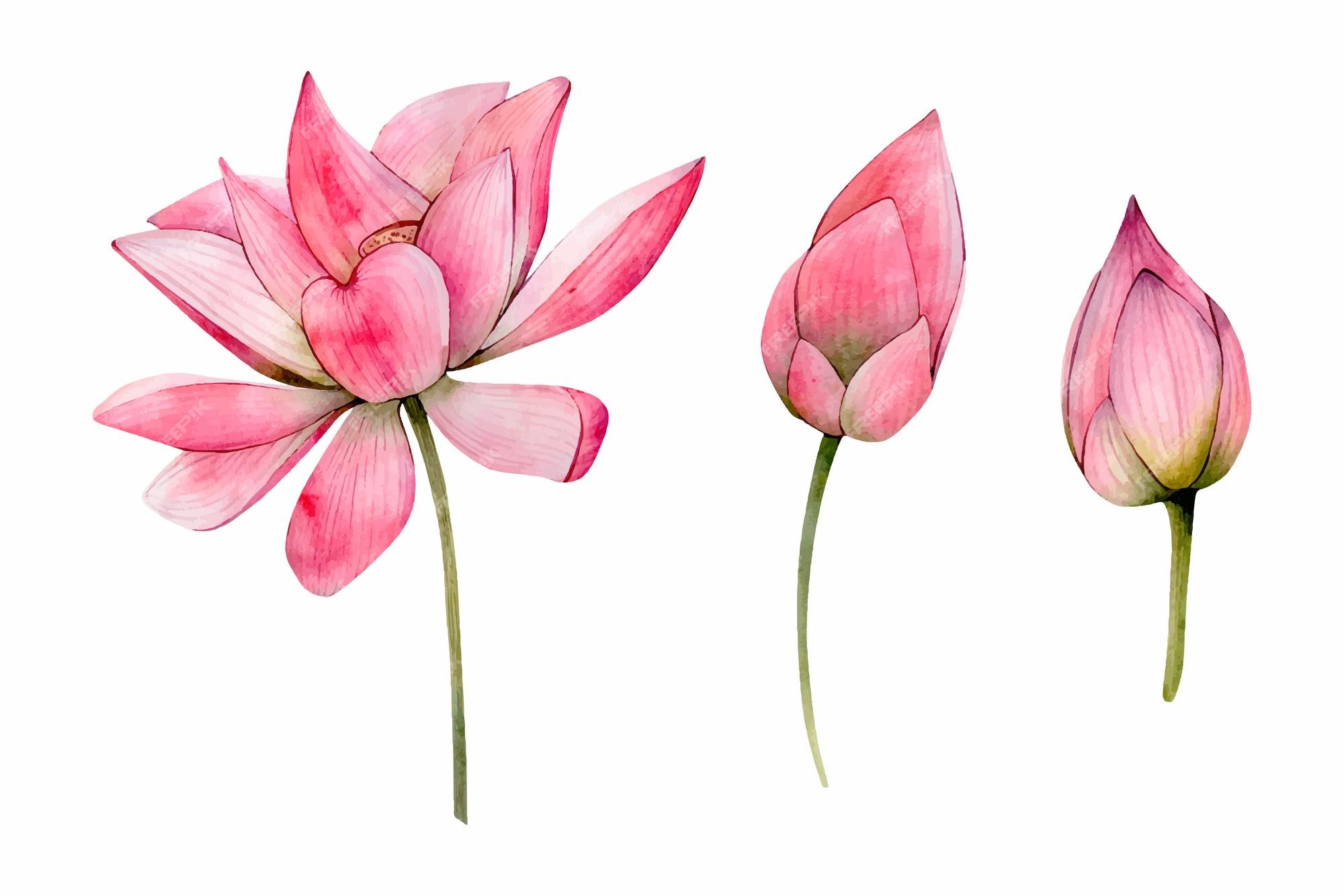 Fleurs De Lotus Aquarelle Dessinés à La Main Cliparts Isolés Sur Fond Blanc  Water Lily Floral | Vecteur Premium