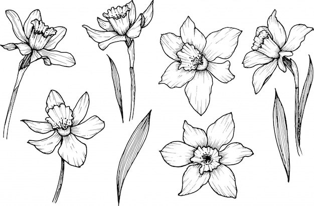 Fleurs De Narcisse, Fleurs Sauvages, Clipart Doodle Art En Ligne, Dessinés à La Main