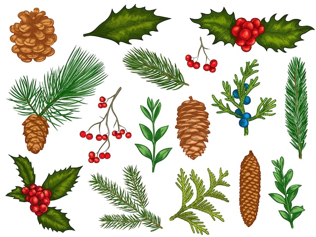 Fleurs De Noël. Décorations D'hiver De Noël En Fleurs, Poinsettia Rouge, Gui, Feuilles De Houx Avec Baies, Branches De Sapin, Ensemble De Vecteurs De Pommes De Pin. Plantes D'hiver Colorées Gravées, éléments Pour Cartes