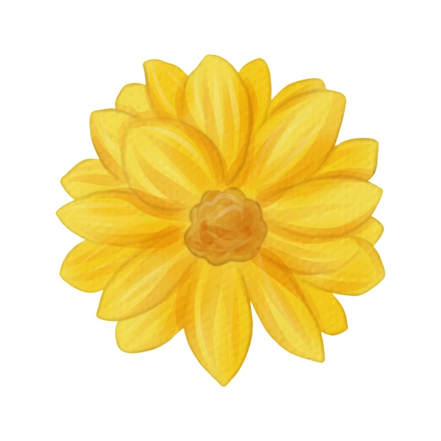 fleurs peintes à l'aquarelle sur blanc