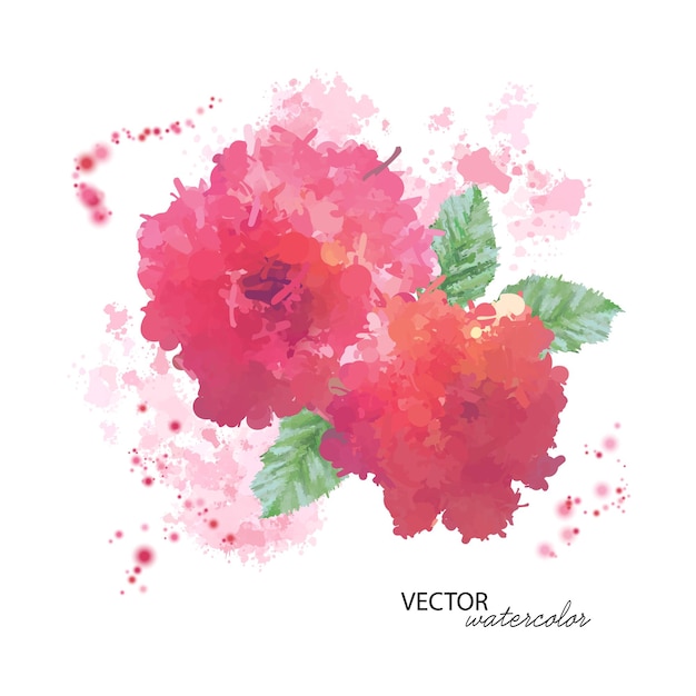 Vecteur fleurs de pivoine aquarelle isolés sur blanc