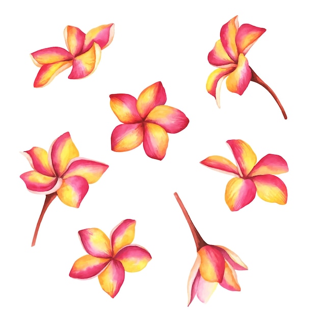 Fleurs de plumeria de vecteur Illustration dessinée à la main de branches exotiques tropicales isolées sur blanc