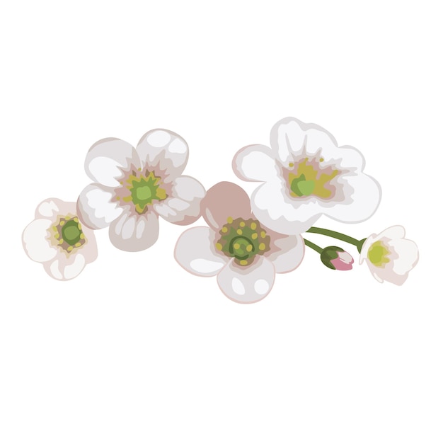 Fleurs De Prairie Blanche Saxifrage | Vecteur Premium