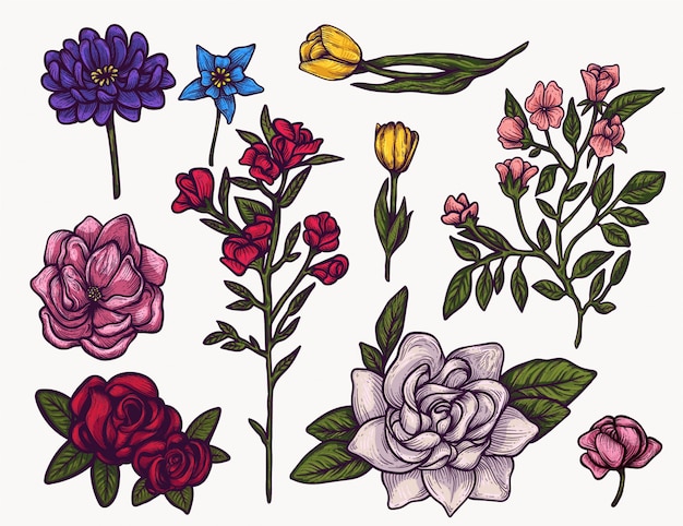 Vecteur fleurs de printemps dessinés à la main des cliparts colorés isolés. plante des éléments floraux en fleurs pour la conception graphique et vos projets créatifs