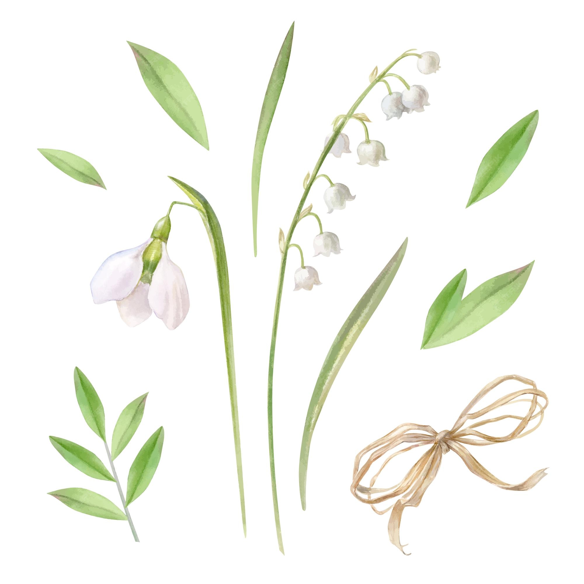 Fleurs De Printemps Muguet Et Illustration Aquarelle De Perce-neige |  Vecteur Premium