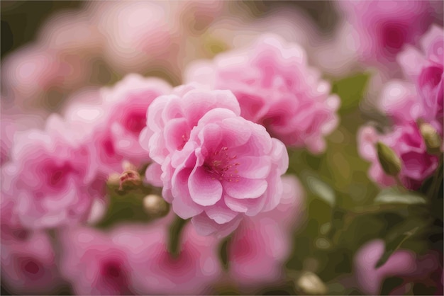 fleurs roses dans le jardin fleurs roses dans le jardin roses roses fleurissent dans le jardin