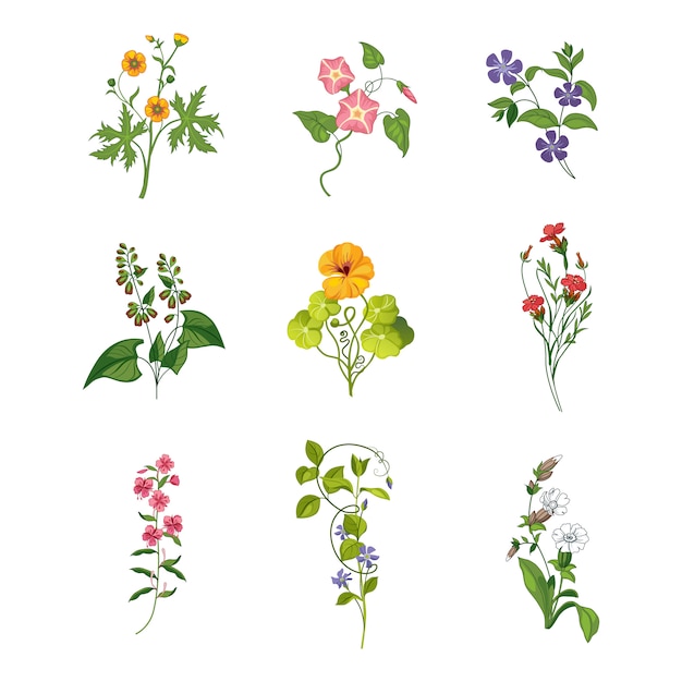 Fleurs Sauvages Dessinées à La Main Ensemble D'illustrations Détaillées