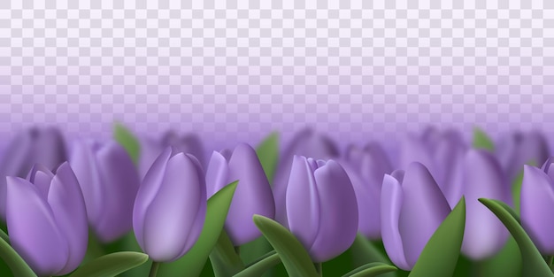 Fleurs De Tulipes 3d Violet Réalistes Sur Fond Transparent Illustration Vectorielle