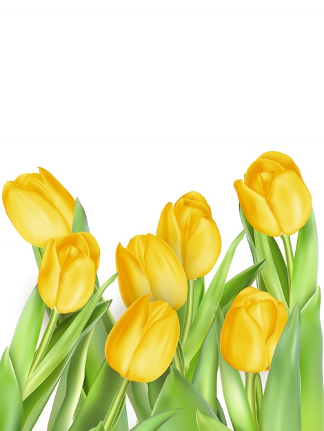 Fleurs de tulipes isolées.