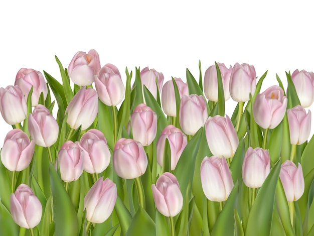 Fleurs De Tulipes Isolées.