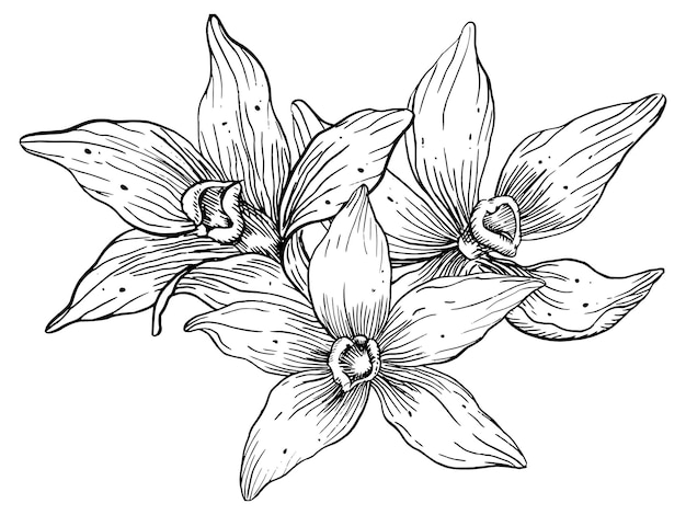 Vecteur fleurs de vanille illustration florale vectorielle dessinée à la main d'orchidées sur fond blanc isolé nourriture