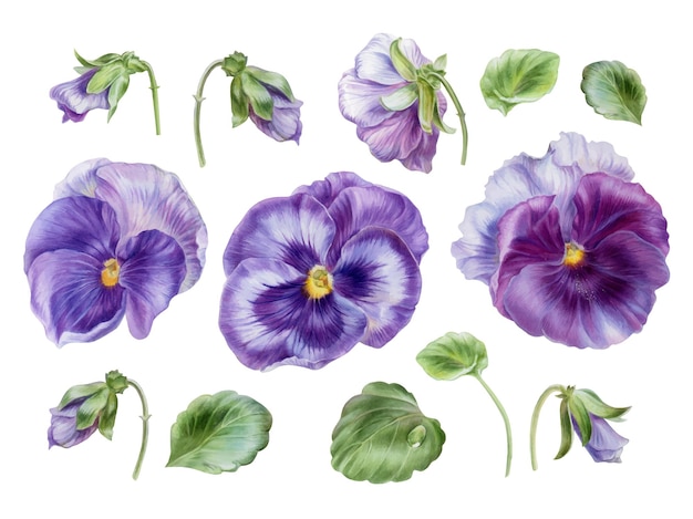 Fleurs violettes pensées parties de plantes bourgeon et feuilles illustration aquarelle