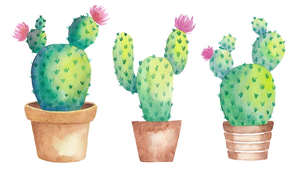 Floraison aquarelle trois cactus dans des pots de fleurs. illustration