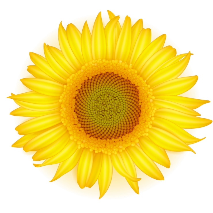 Vecteur floraison tournesol dans un style réaliste sur fond blanc.