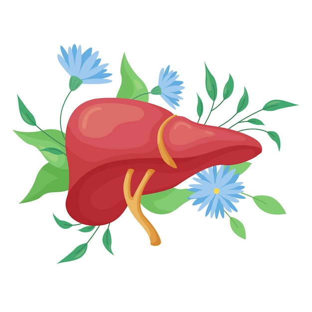 Foie humain en bonne santé avec fleurs bleues et feuilles organe du ...
