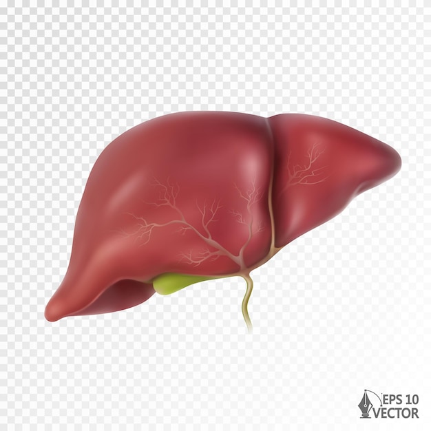 Vecteur foie humain modèle réaliste organe interne illustration vectorielle pour les sites web éducatifs médicaments