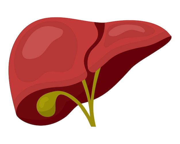 Vecteur foie humain sain avec icône de bile illustration vectorielle