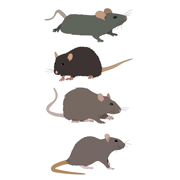 Vecteur fond blanc rat souris set collection rongeurs