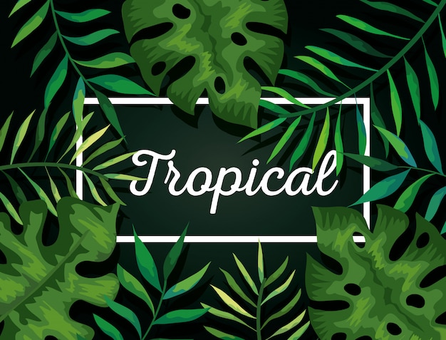 Fond de feuilles tropicales naturelles