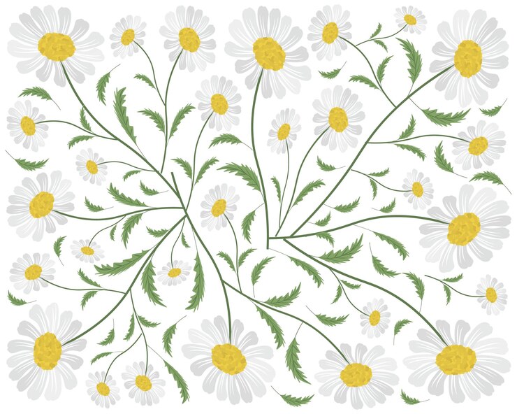 Vecteur fond de fleurs de marguerites blanches fraîches et belles