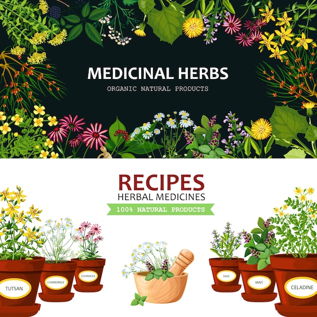 Vecteur fond d'herbes médicinales