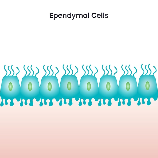 Fond D'illustration Vectorielle Scientifique Des Cellules épendymaires