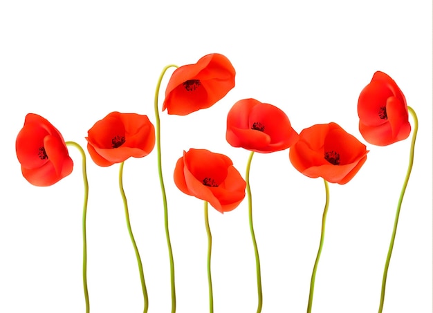 Fond De Nature Avec Des Coquelicots Rouges.