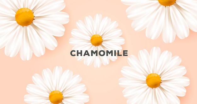Fond de nature printemps ou été avec illustration de grandes fleurs de marguerite réaliste blanc