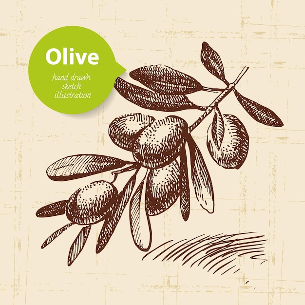 Fond D'olive Vintage. Illustration Dessinée à La Main