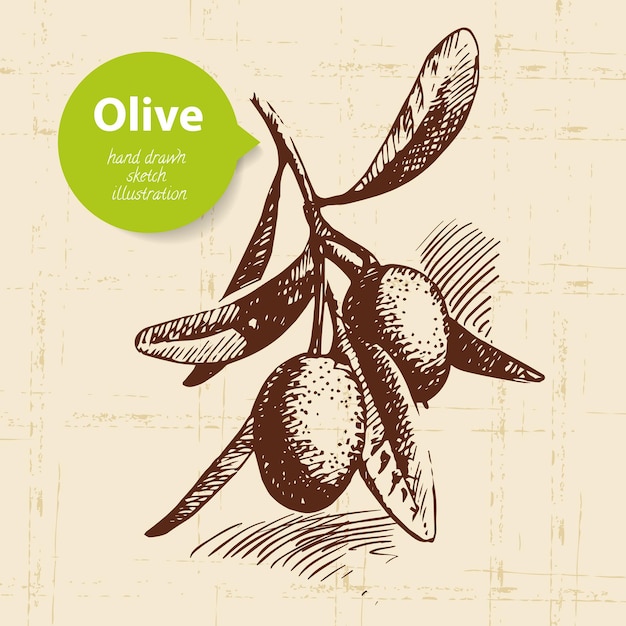 Fond d'olive vintage. Illustration dessinée à la main