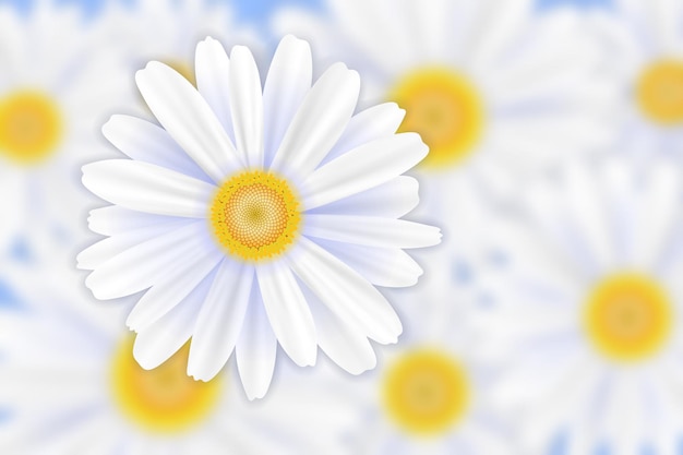 Fond de printemps, fleur de marguerite, illustration vectorielle