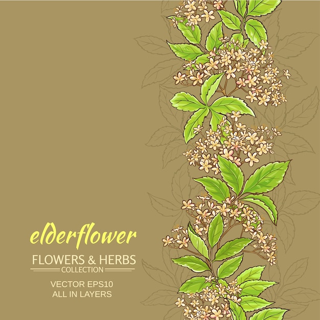 Fond de vecteur de fleur de sureau