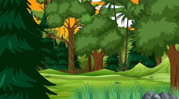Forêt tropicale ou forêt tropicale au coucher du soleil scène