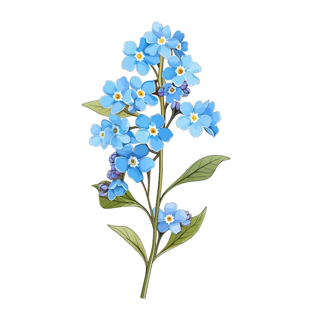 Forgetmenot Clipart Vectoriel De Fleur à Fond Blanc