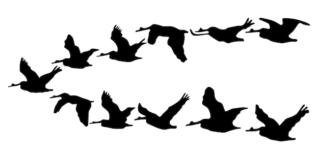 Formation en V de la silhouette des oiseaux