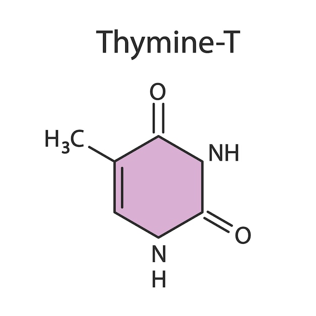 Formule chimique thymine Vector modifiable