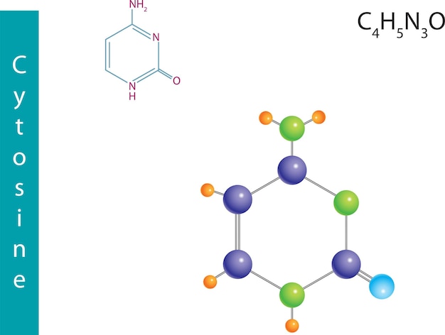 Formule moléculaire de la cytosine Formule structurelle chimique et modèle de nucléobases trouvées dans l'ADN