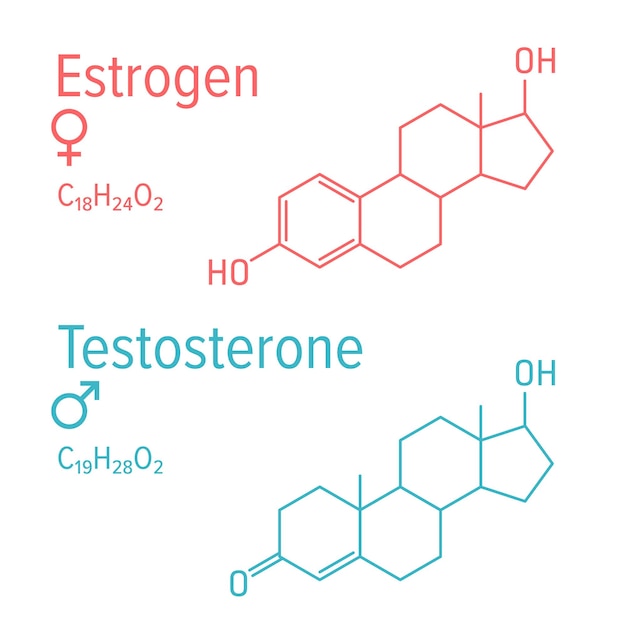 Formules chimiques vectorielles des hormones oestrogène et testostérone