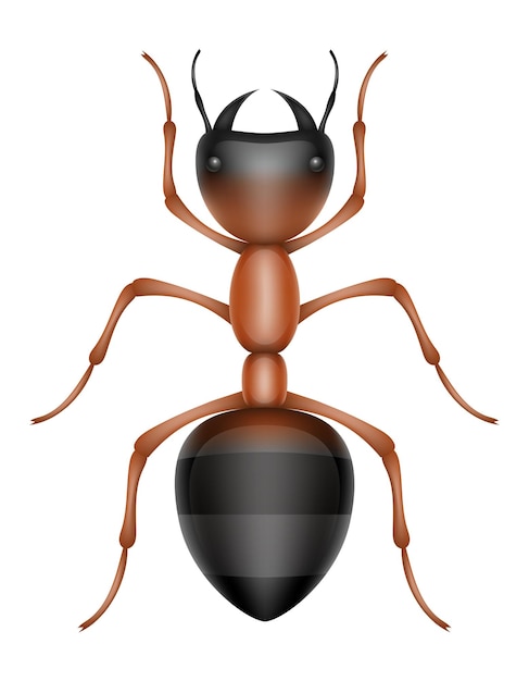 Vecteur les fourmis, les insectes, les animaux sauvages, l'illustration vectorielle