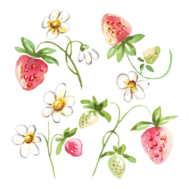 fraise aquarelle