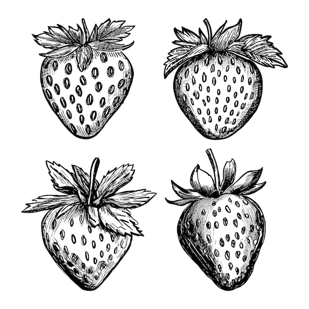 Vecteur fraise fruit main style dessin illustration vectorielle