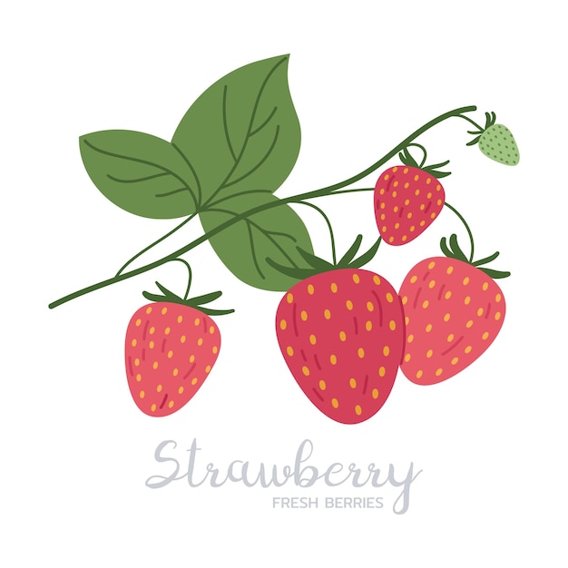 Vecteur des fraises juteuses des baies fraîches comestibles sauvages des fraises mûres avec une illustration vectorielle plate dessinée à la main des baies délicieuses