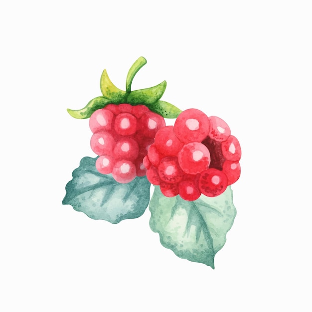 Framboise Aquarelle Avec Des Feuilles Sur Fond Blanc