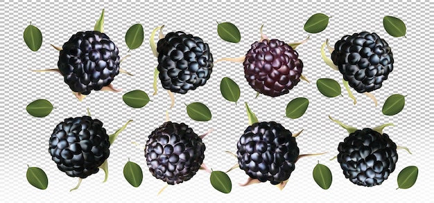 Vecteur framboise noire avec des feuilles sur l'espace transparent. les framboises noires fraîches sont entières. illustration vectorielle.